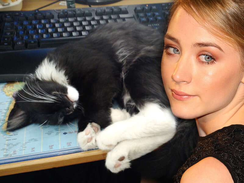 Woman with sleeping cat on desk