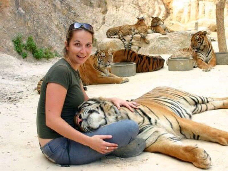 Woman with tigers in enclosure