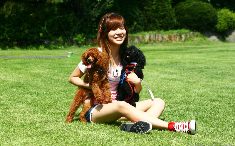 Woman with two poodles on grass