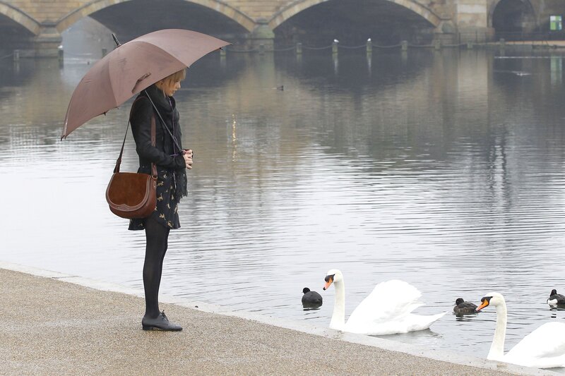 Woman with umbrella by swans