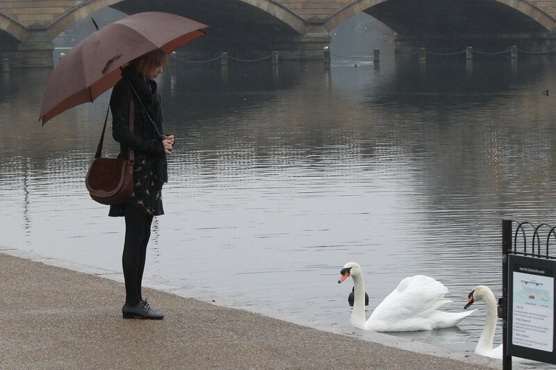 Woman with umbrella by swans