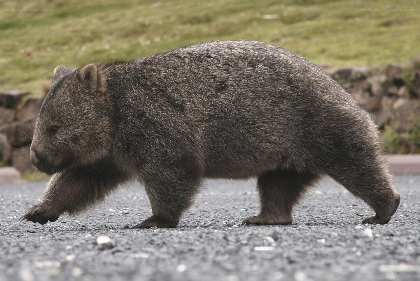 wombat crossing road
