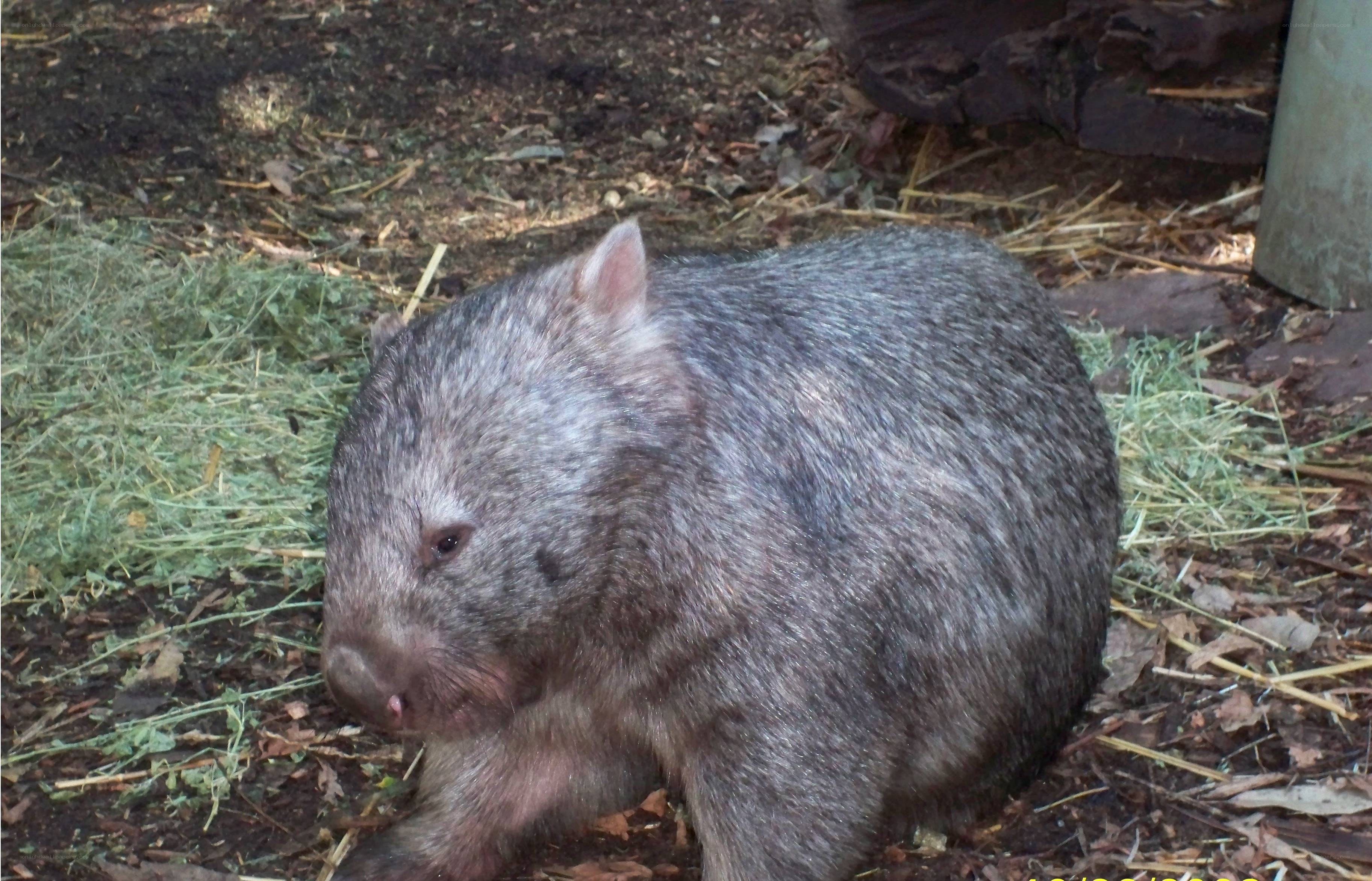 Wombat in a natural enclosure