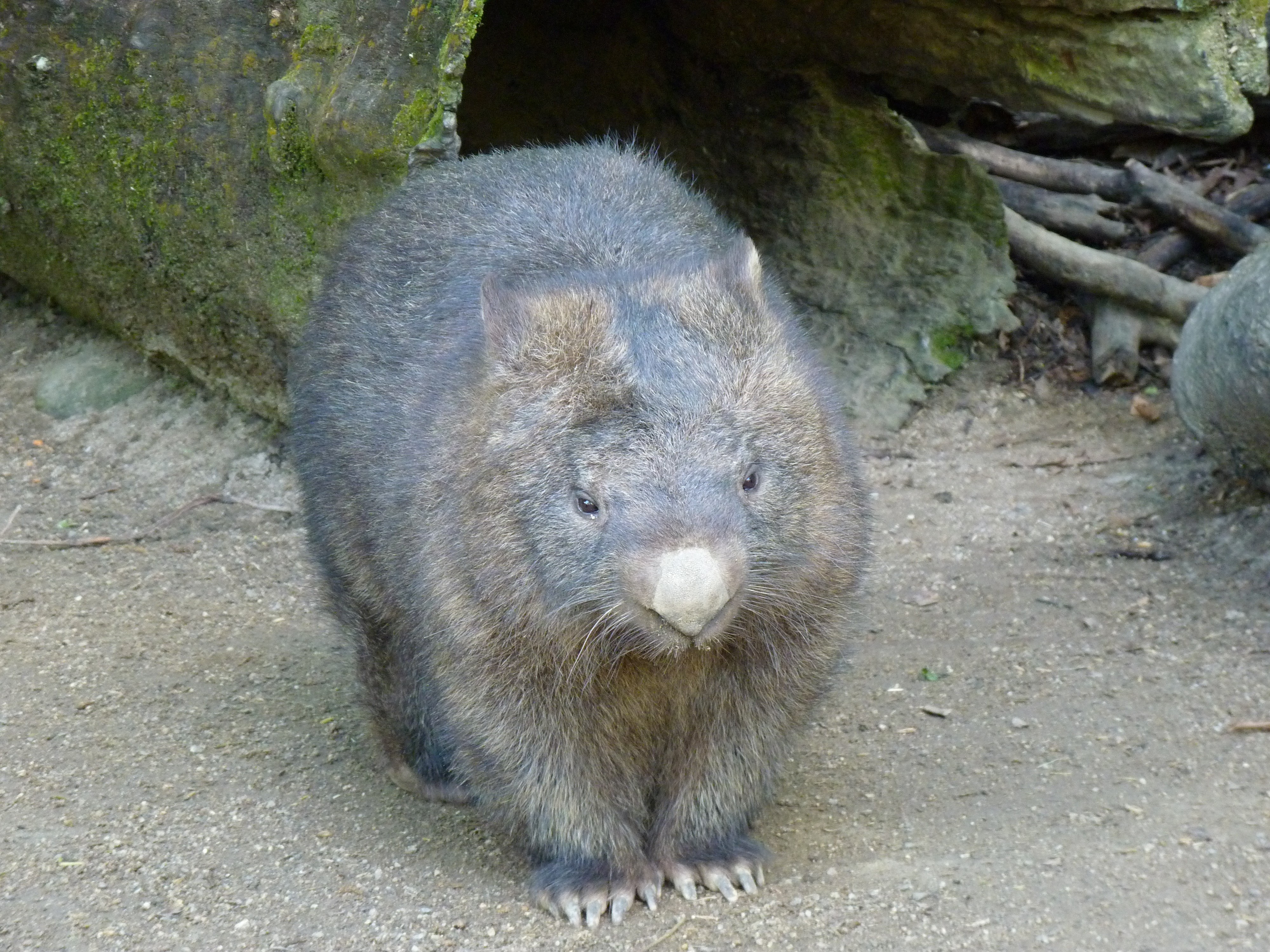 Wombat in a rocky enclosure