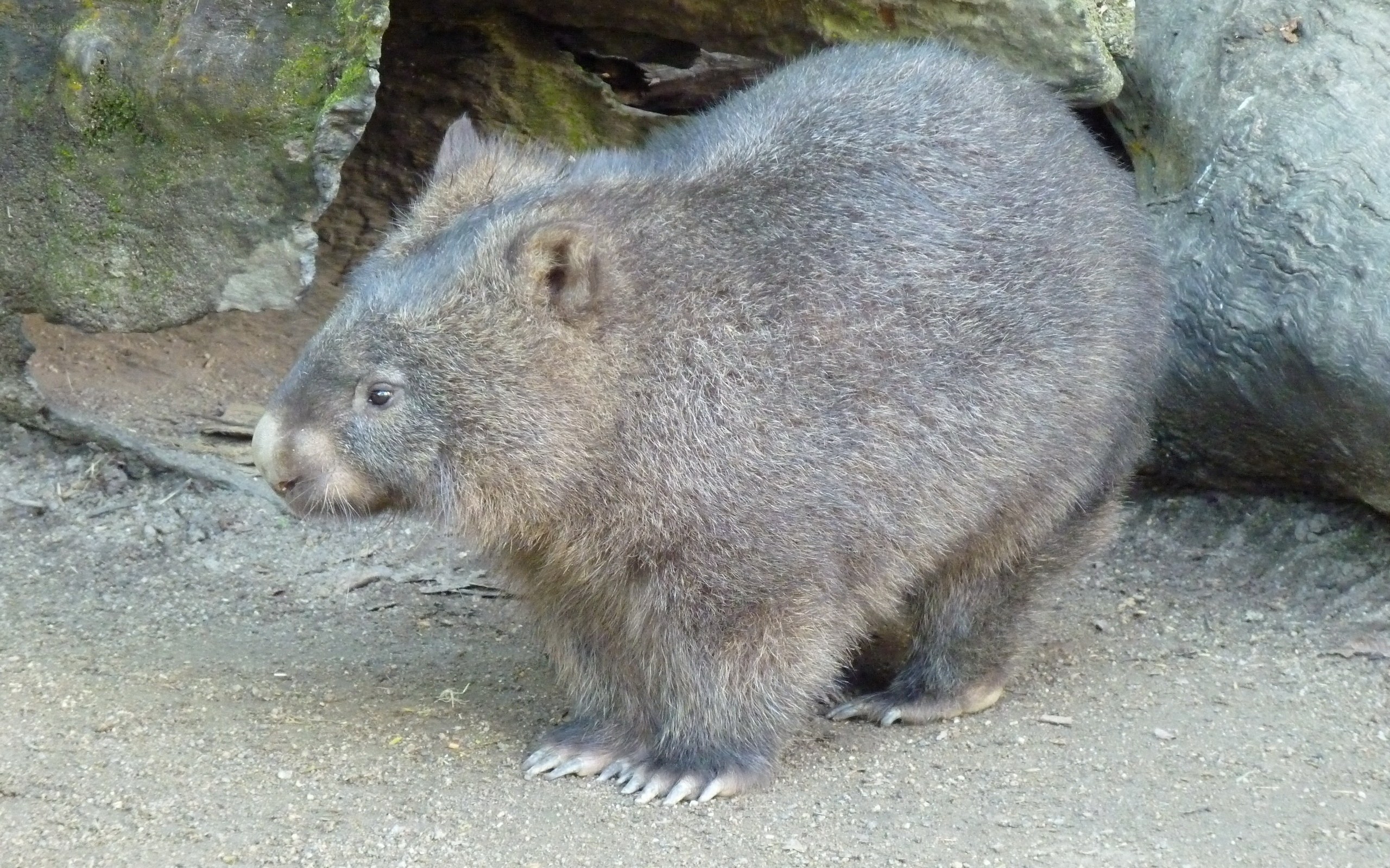 Wombat in a rocky enclosure