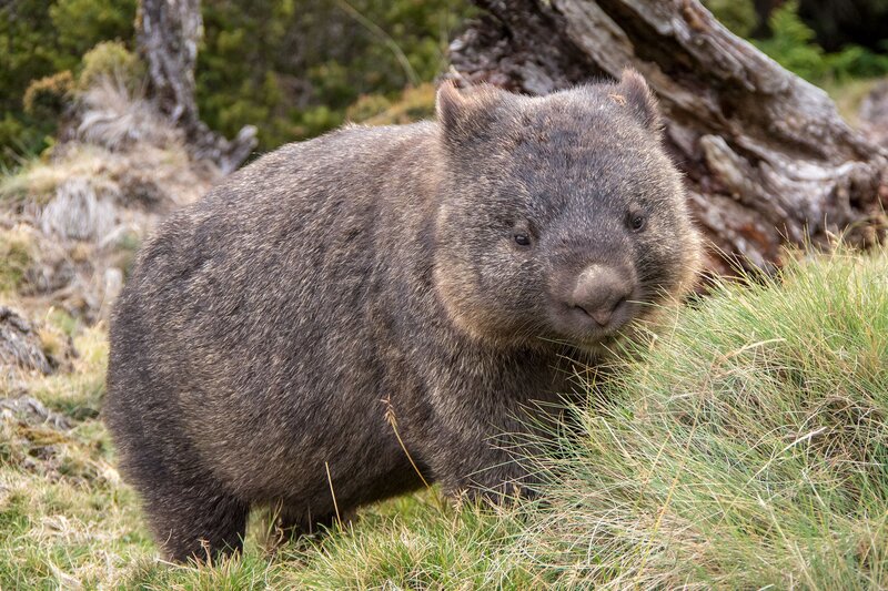 Wombat in Grass — Brown
