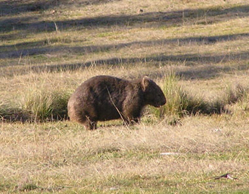 Wombat in Grass