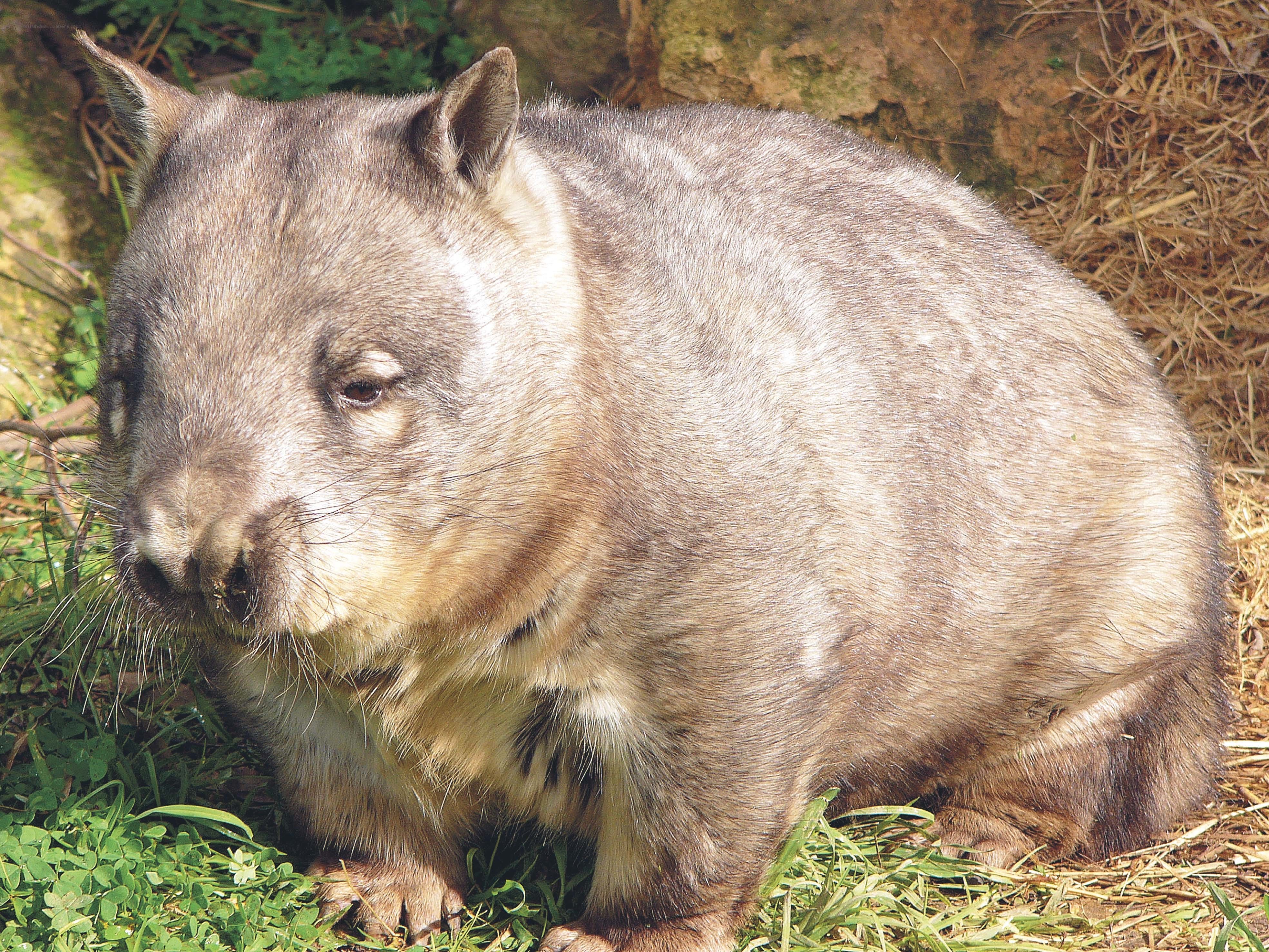Wombat in grassy enclosure