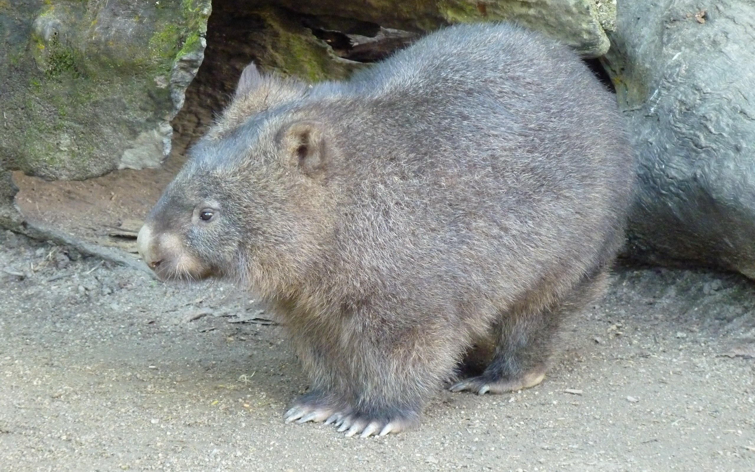 wombat in rocky enclosure