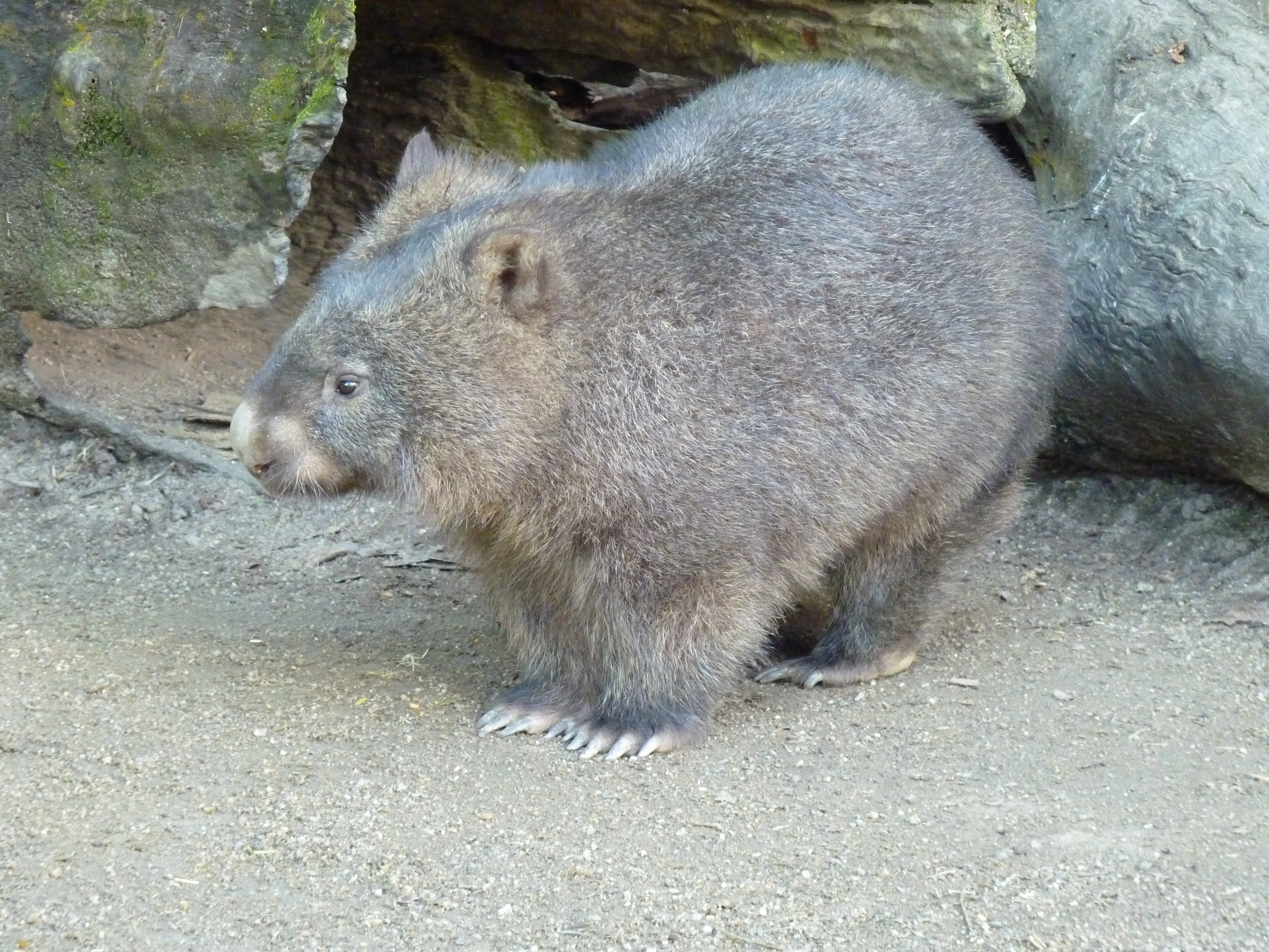 wombat in rocky enclosure