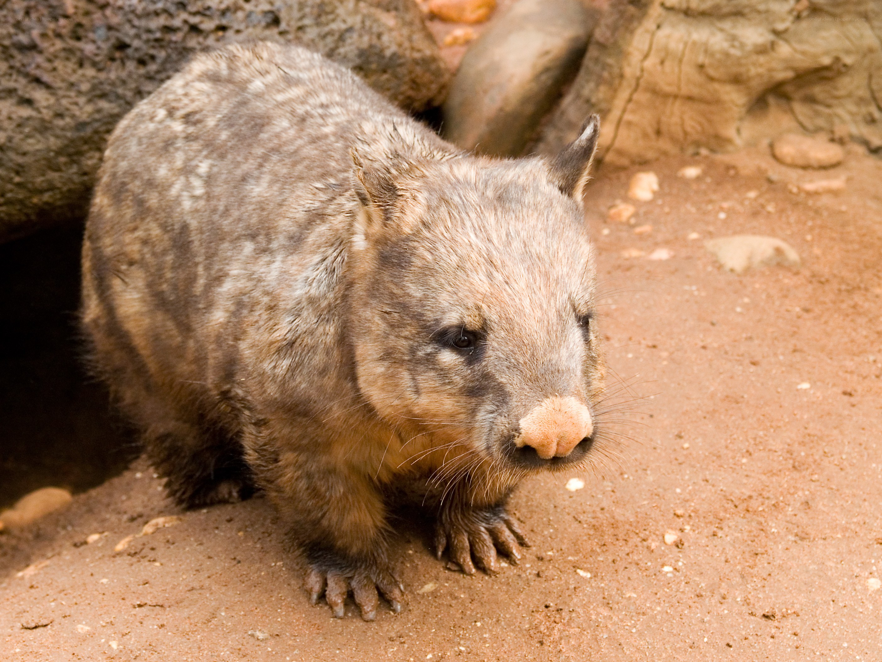 wombat in sandy enclosure
