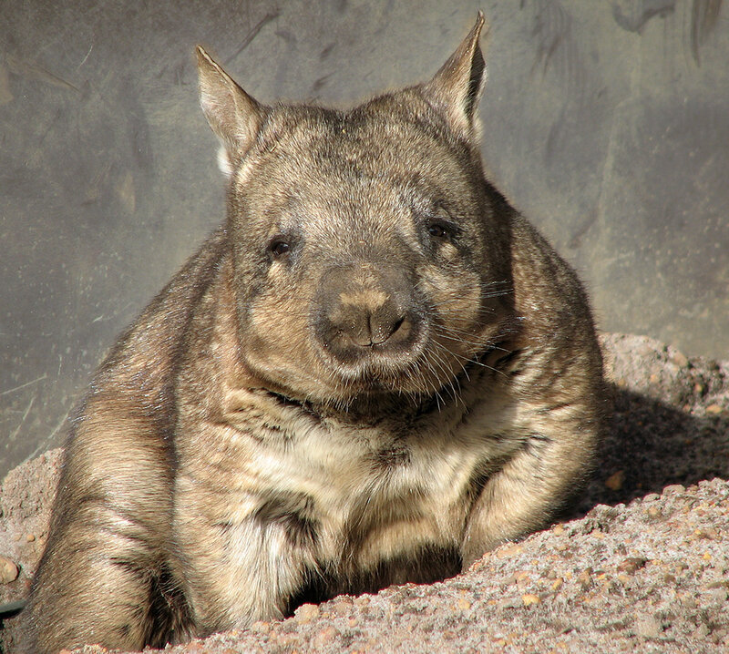 Wombat in the sun