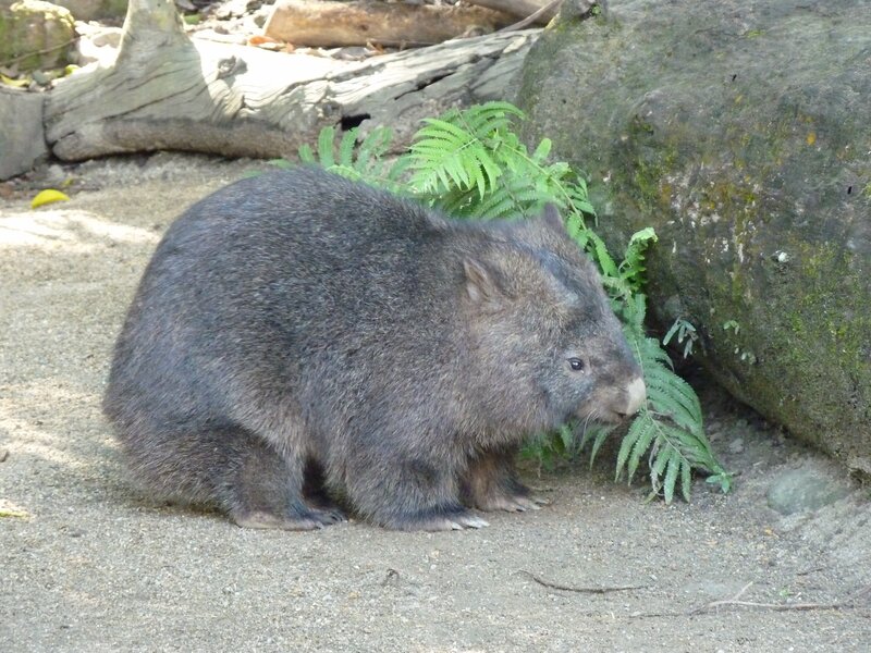 Wombat near ferns and rock