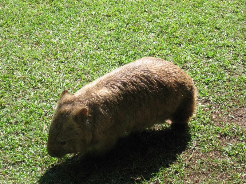 Wombat on a grassy field