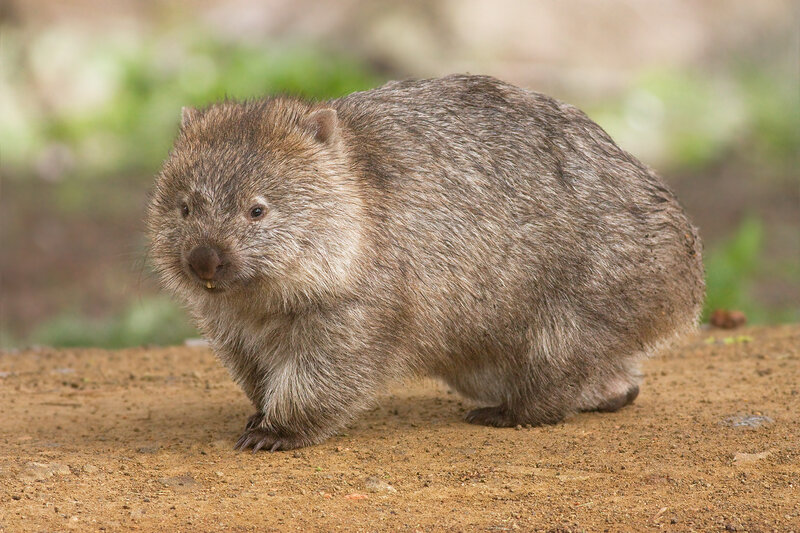 Wombat on Dirt Ground — Brown