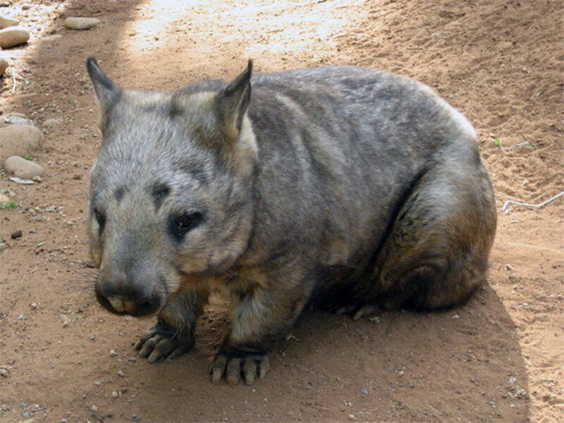 Wombat on Dirt Ground