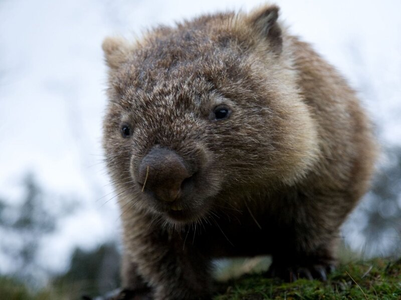Wombat on Grass