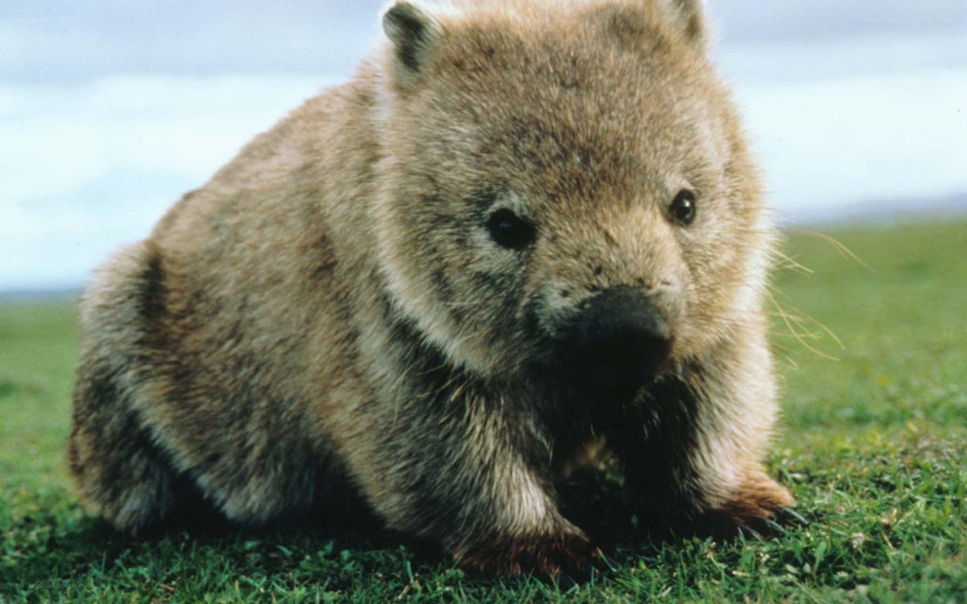 wombat on grassy field