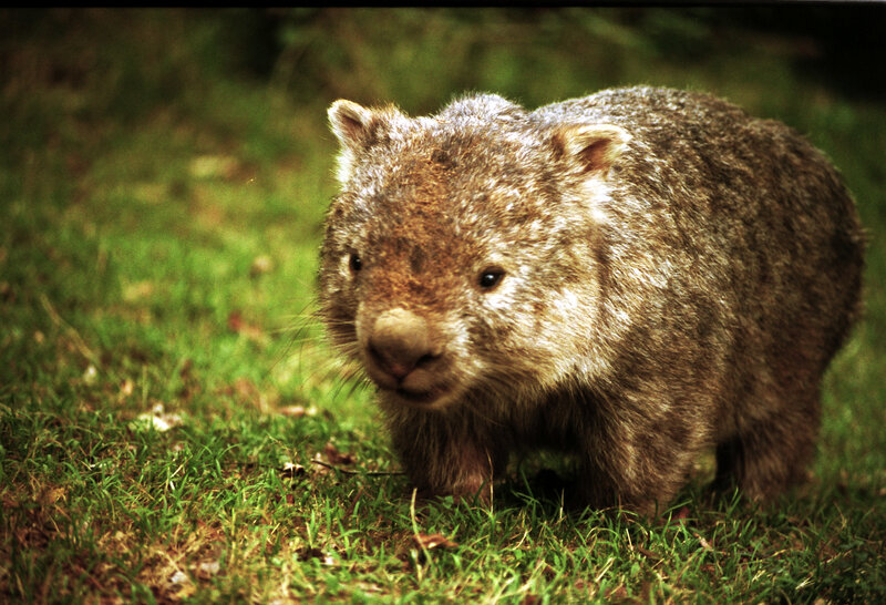 Wombat on grassy ground