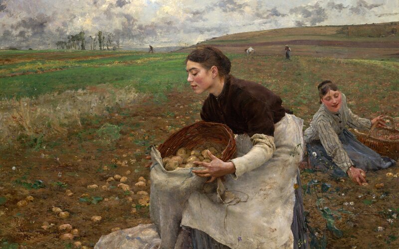 Women Harvesting Potatoes
