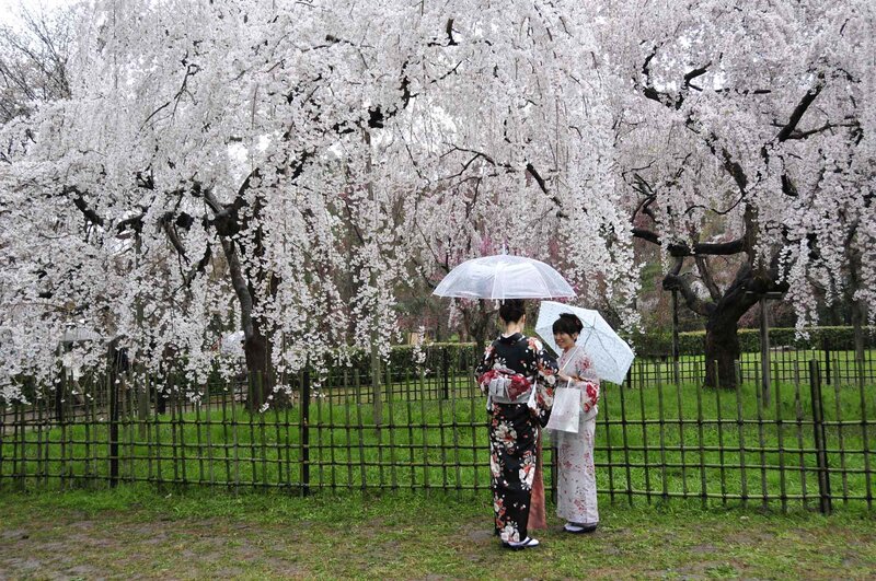 Women in kimonos under cherry blossoms
