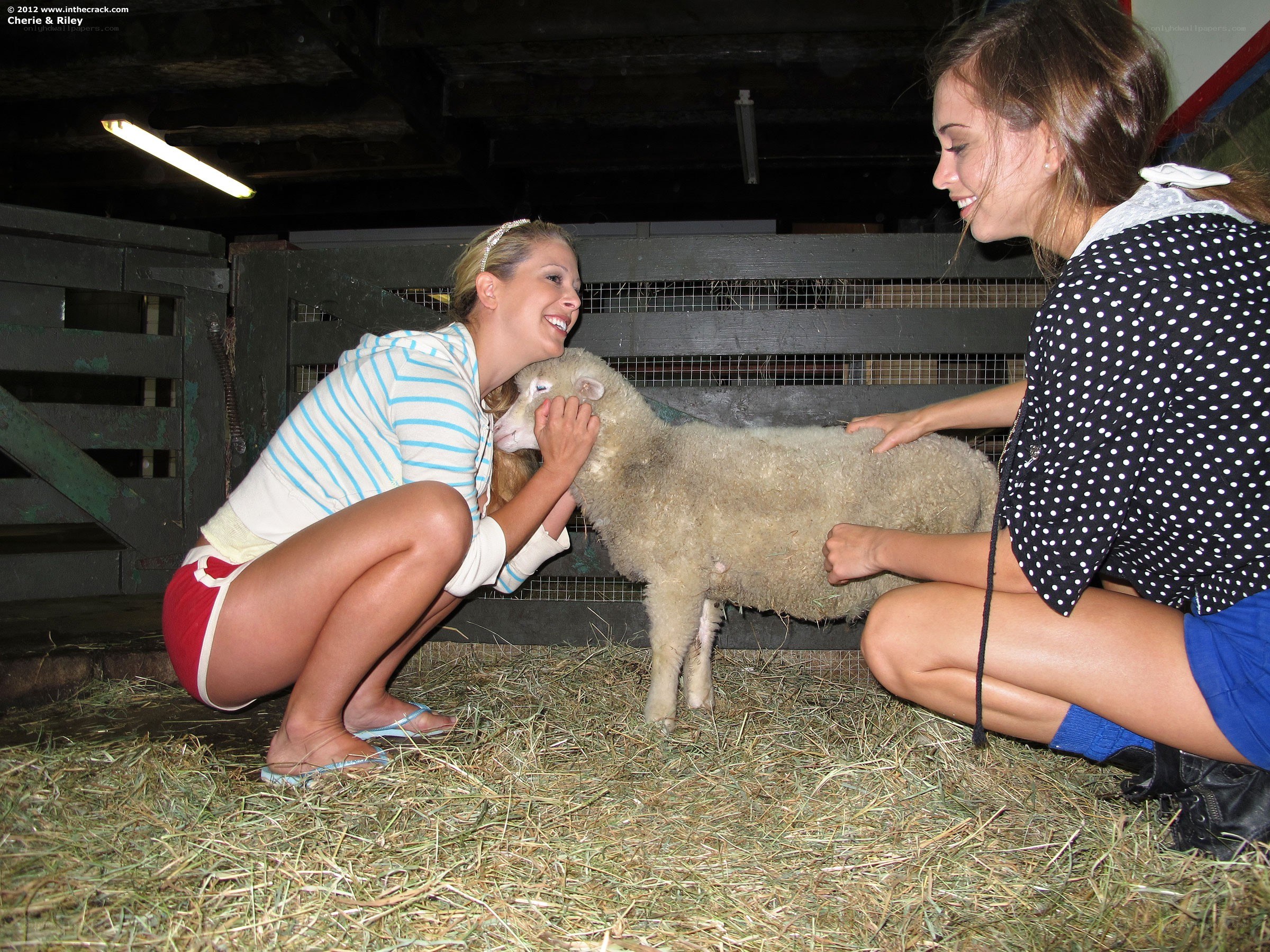 Women petting a lamb