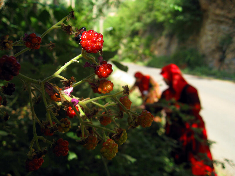 women picking berries on a path