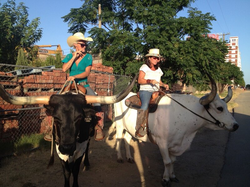 Women Riding Longhorn Cattle
