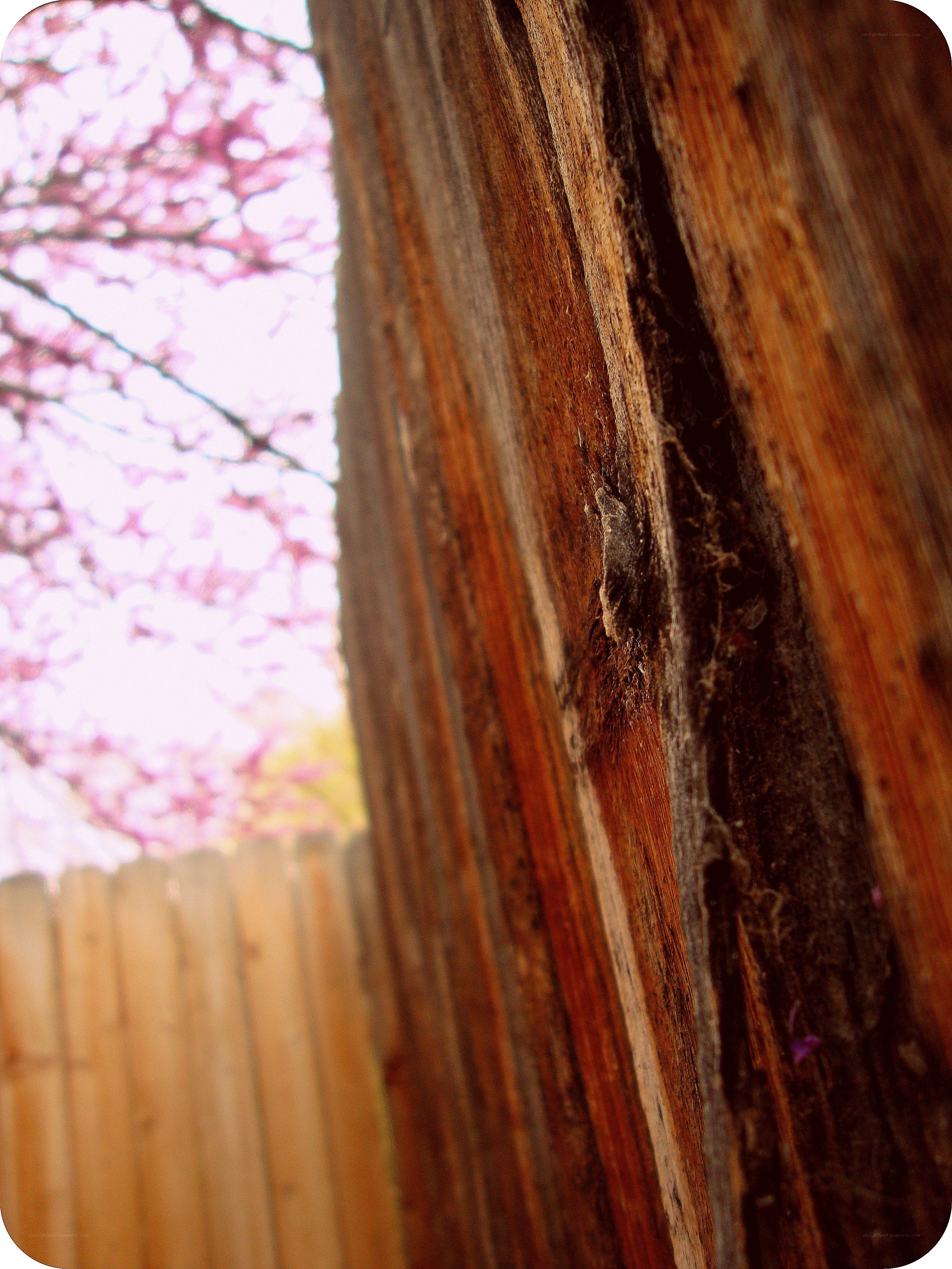 wood and blossoms