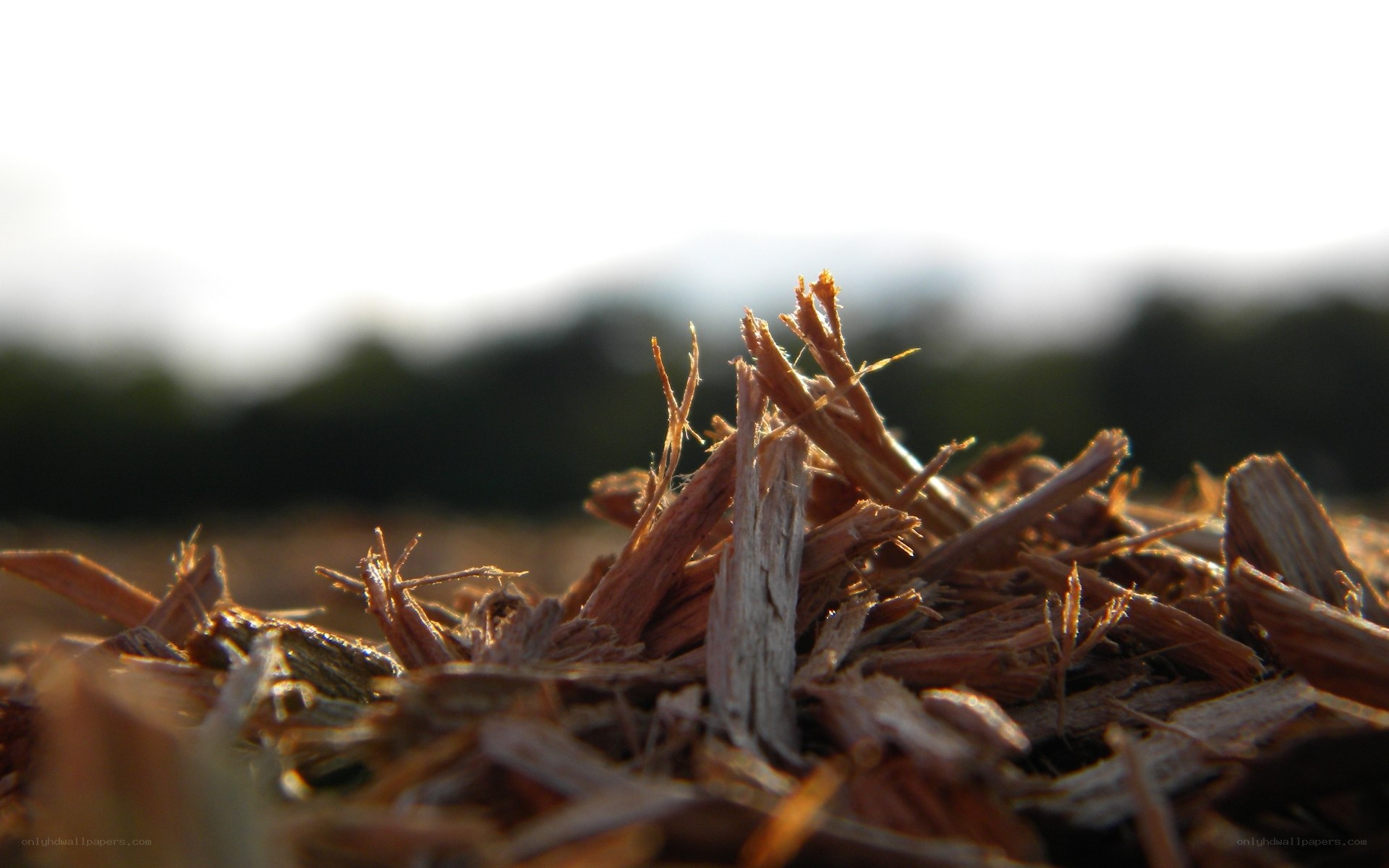 wood chips in sunlight