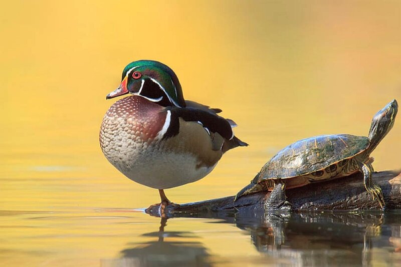 Wood Duck and Turtle