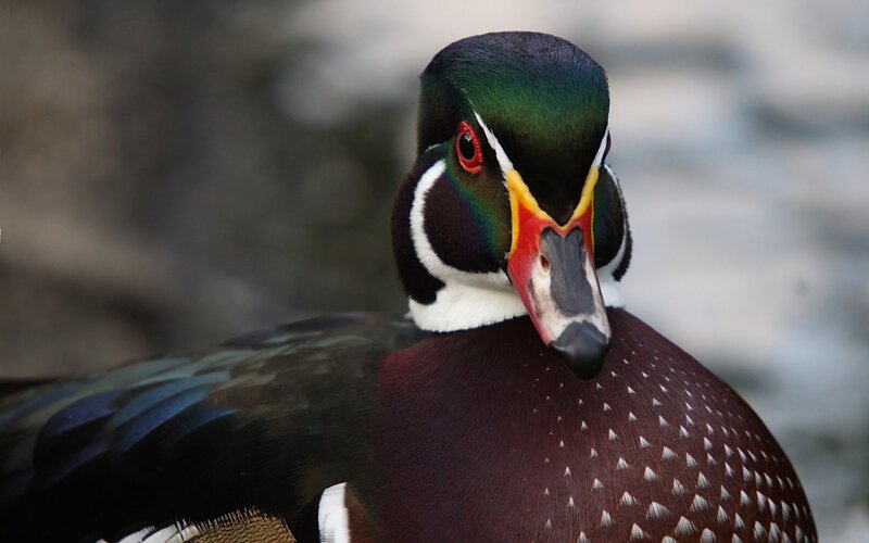Wood Duck — Green