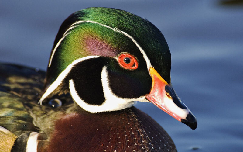Wood Duck Head