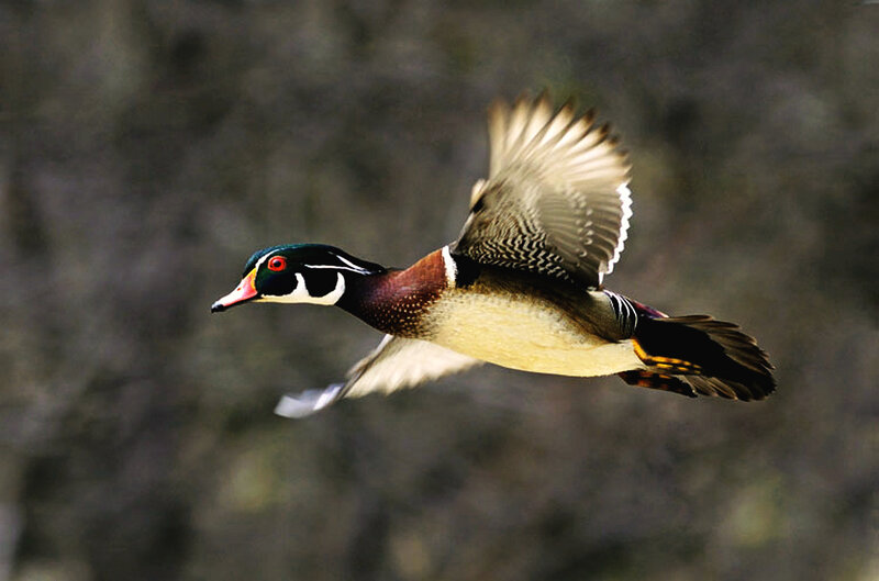 Wood Duck in Flight — Brown
