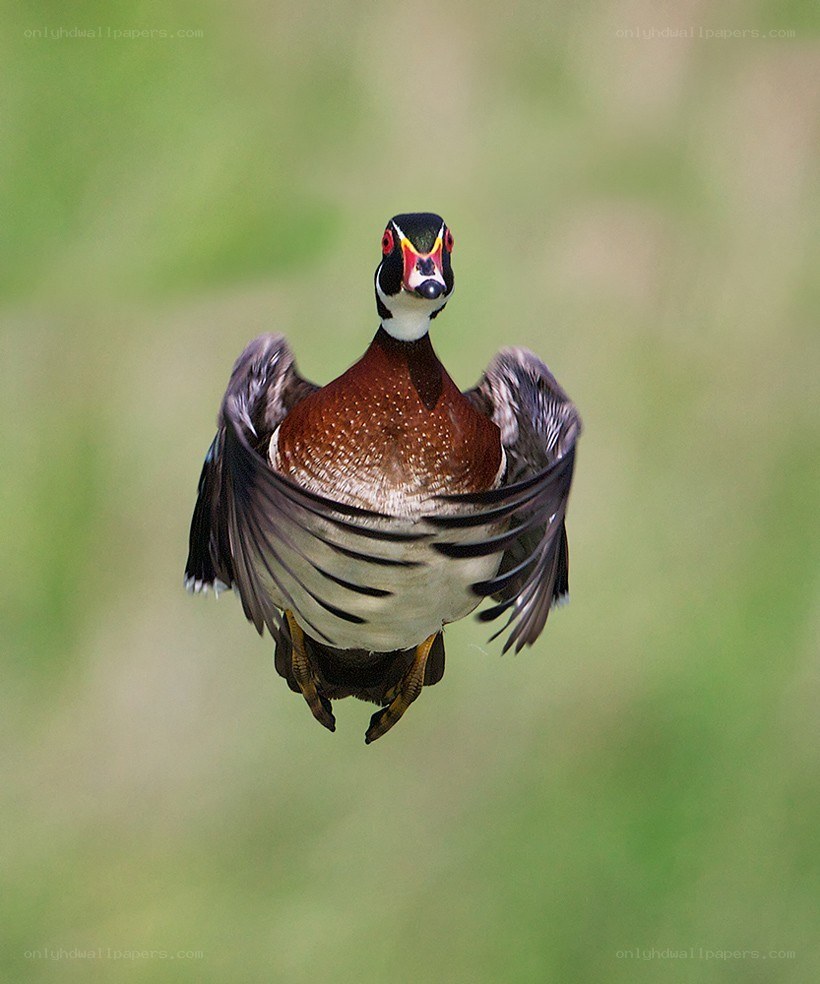 Wood duck in flight