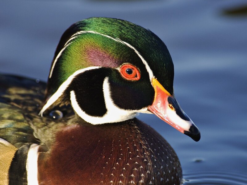 Wood Duck in Water — Green, Calm