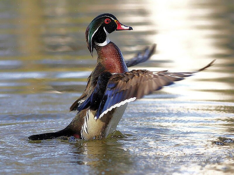 Wood duck in water