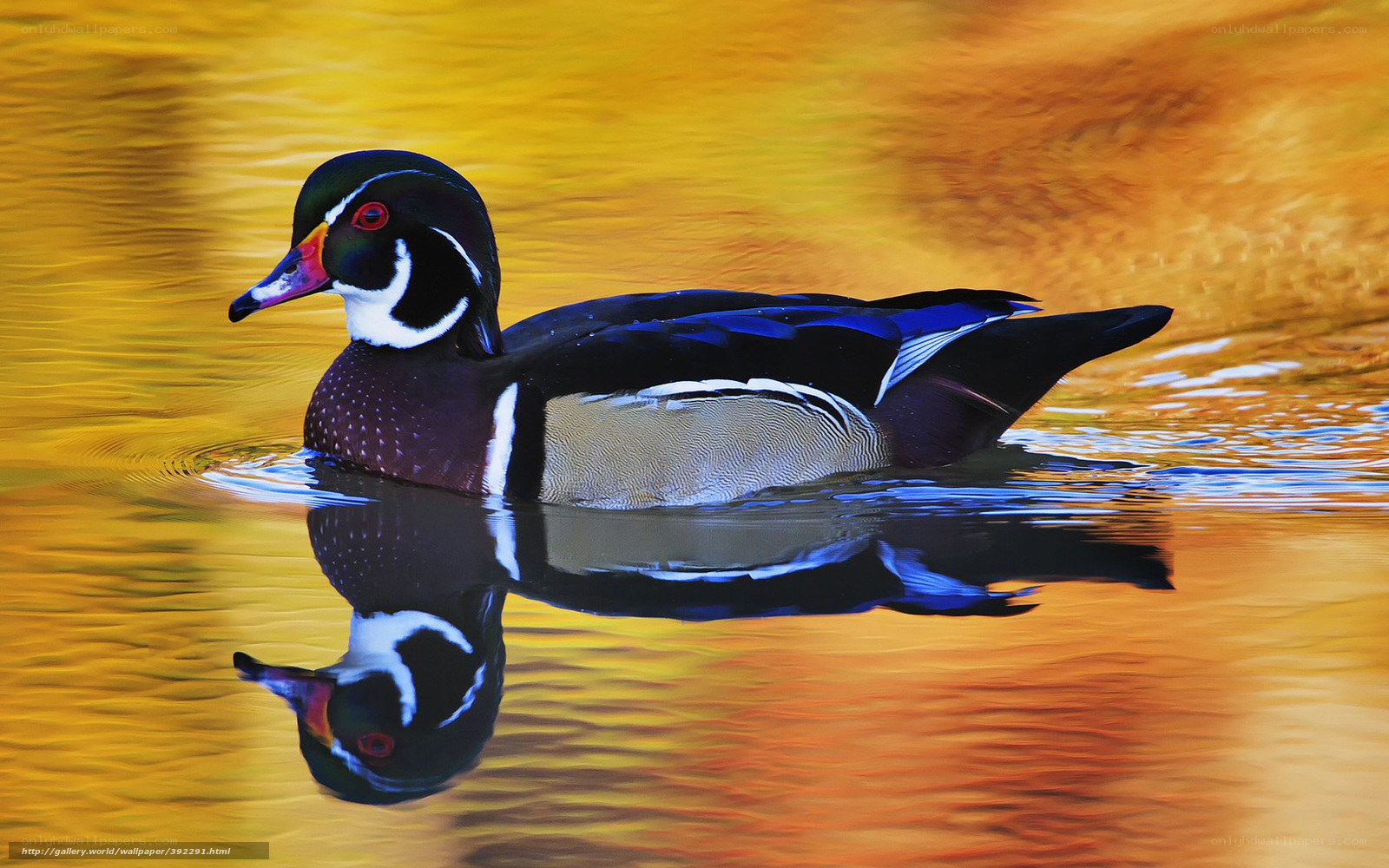 Wood duck on golden water