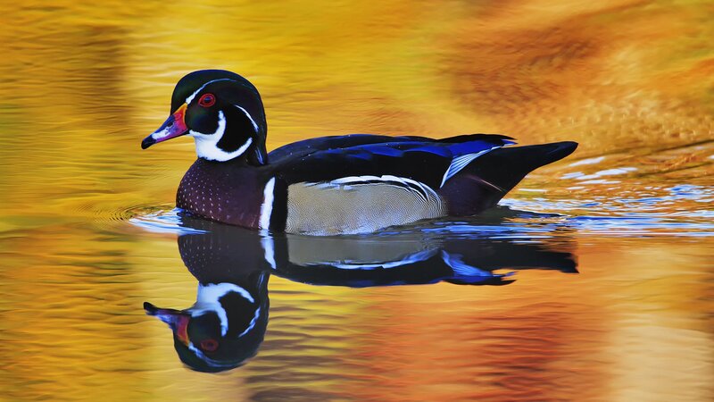 Wood duck on golden water