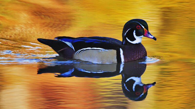 Wood duck on golden water