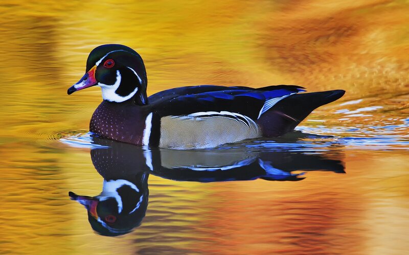 Wood duck on golden water