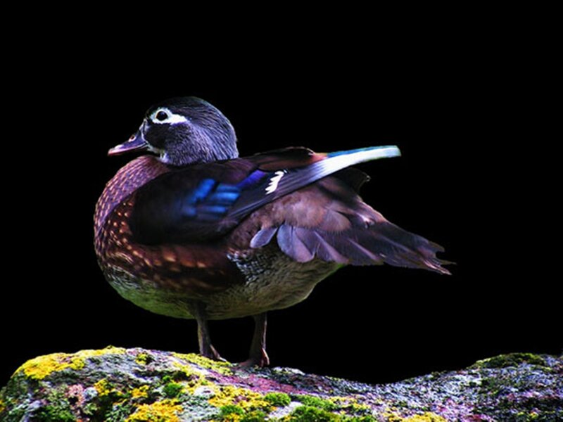 Wood Duck on Rock — Brown