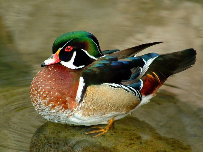 Wood Duck on Rock — Green