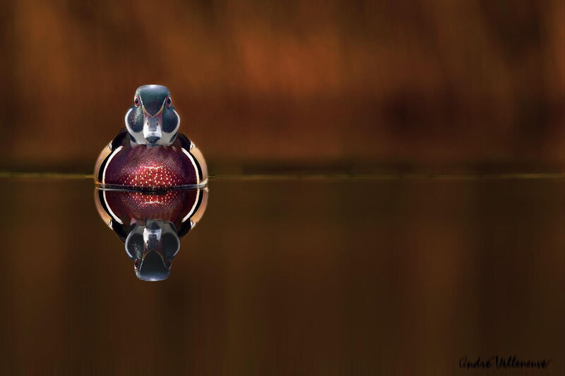 Wood Duck on Water