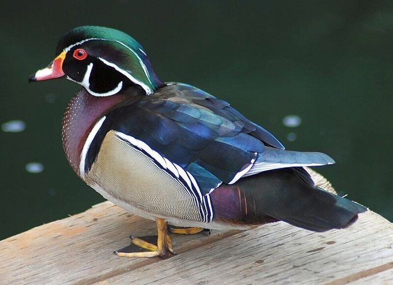 Wood Duck on Wood