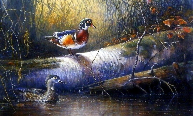 Wood Duck Pair — Brown, Serene