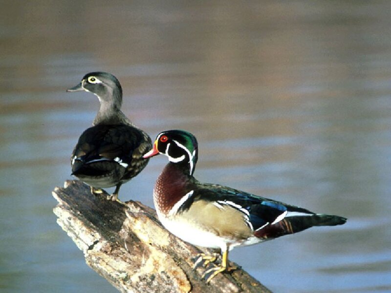 Wood Duck Pair — Brown