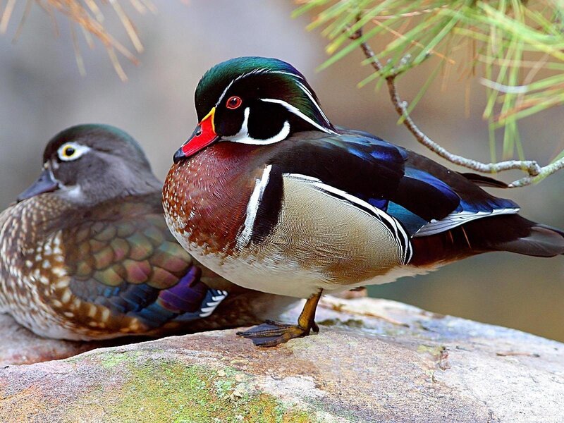 Wood Duck Pair — Green, Natural