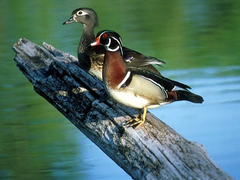 Wood Duck Pair — Green