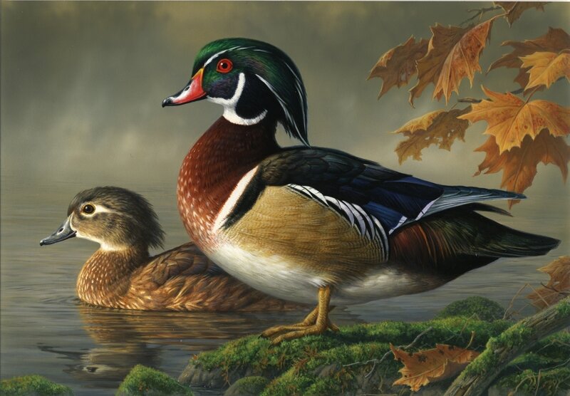 Wood duck pair in autumn